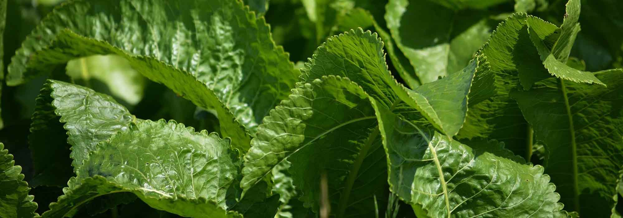 Horseradish: sowing, cultivation, harvest